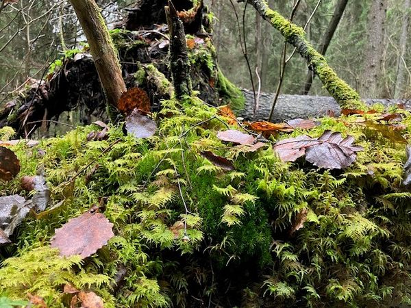 metsä ja vesi ylhäältä päin kuvattuna