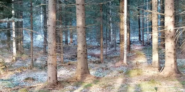 Piirretty kaupunkimaisema, jossa tie, bussi, aikuinen ja lapsi, rakennuksia, pyöräilijä