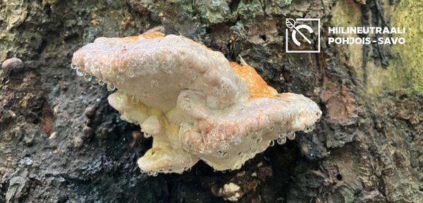 Metsää. Puu, jonka takan kulkee polku