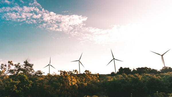 Lähikuva havupuun oksasta ja sen neulasista.