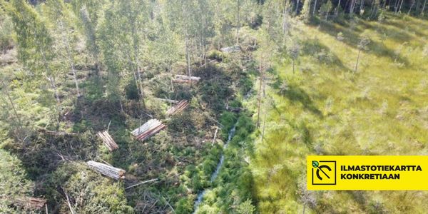 pelto metsän reunassa
