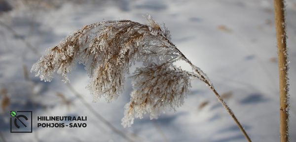 Talvisessa maisemassa heinänkorsi on saanut ohuen lumihunnun.