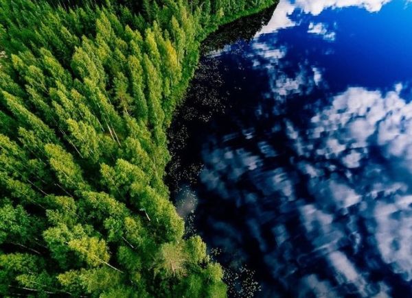 metsä ja vesi ylhäältä päin