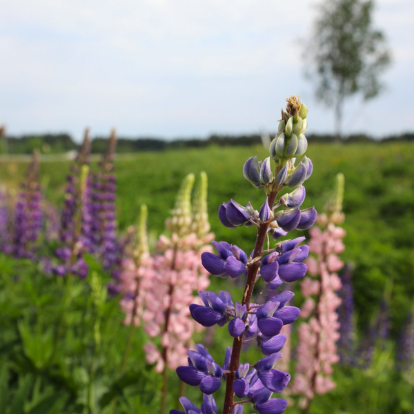 Lupiineja ojassa.