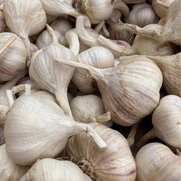 Näytteenottoa järvellä.