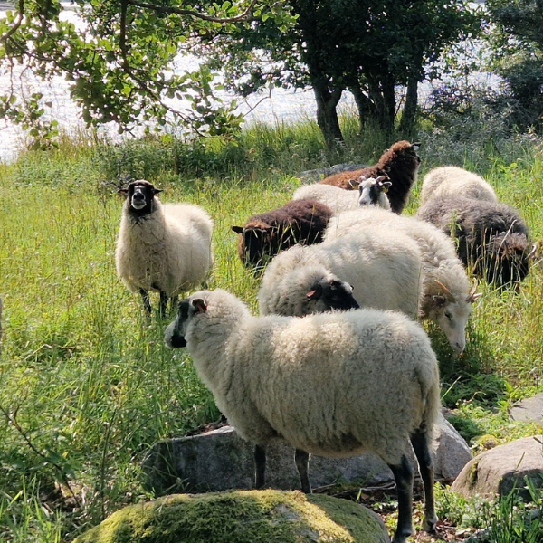 Piirroshahmot, joiden väliin on syttynyt lamppu.