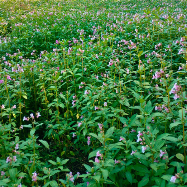 Suuri näyttö nurmikentän laidalla, josta ihmiset katselevat elokuvaa.