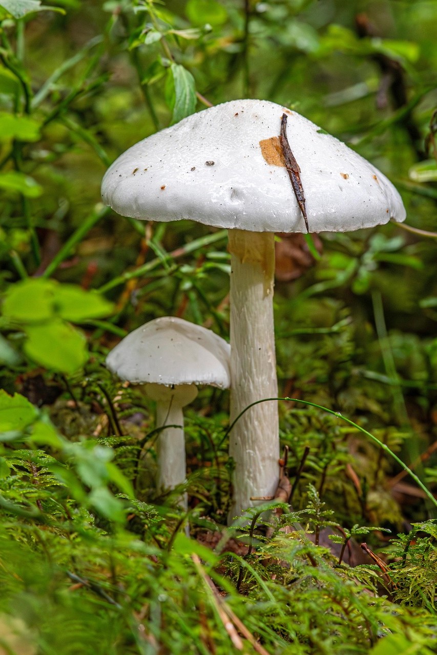 Valkokärpässieni.