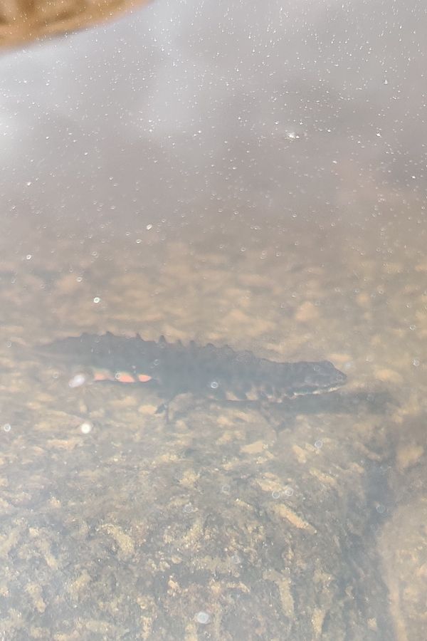 Pöllö puunkolossa.