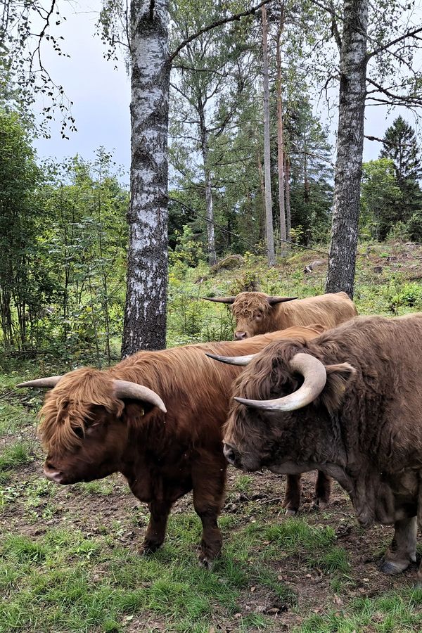 Ylämaankarjaa laitumella.