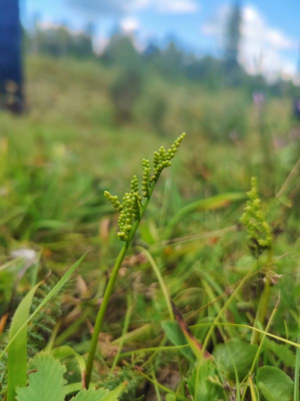 Ketonoidanlukko kasvi.