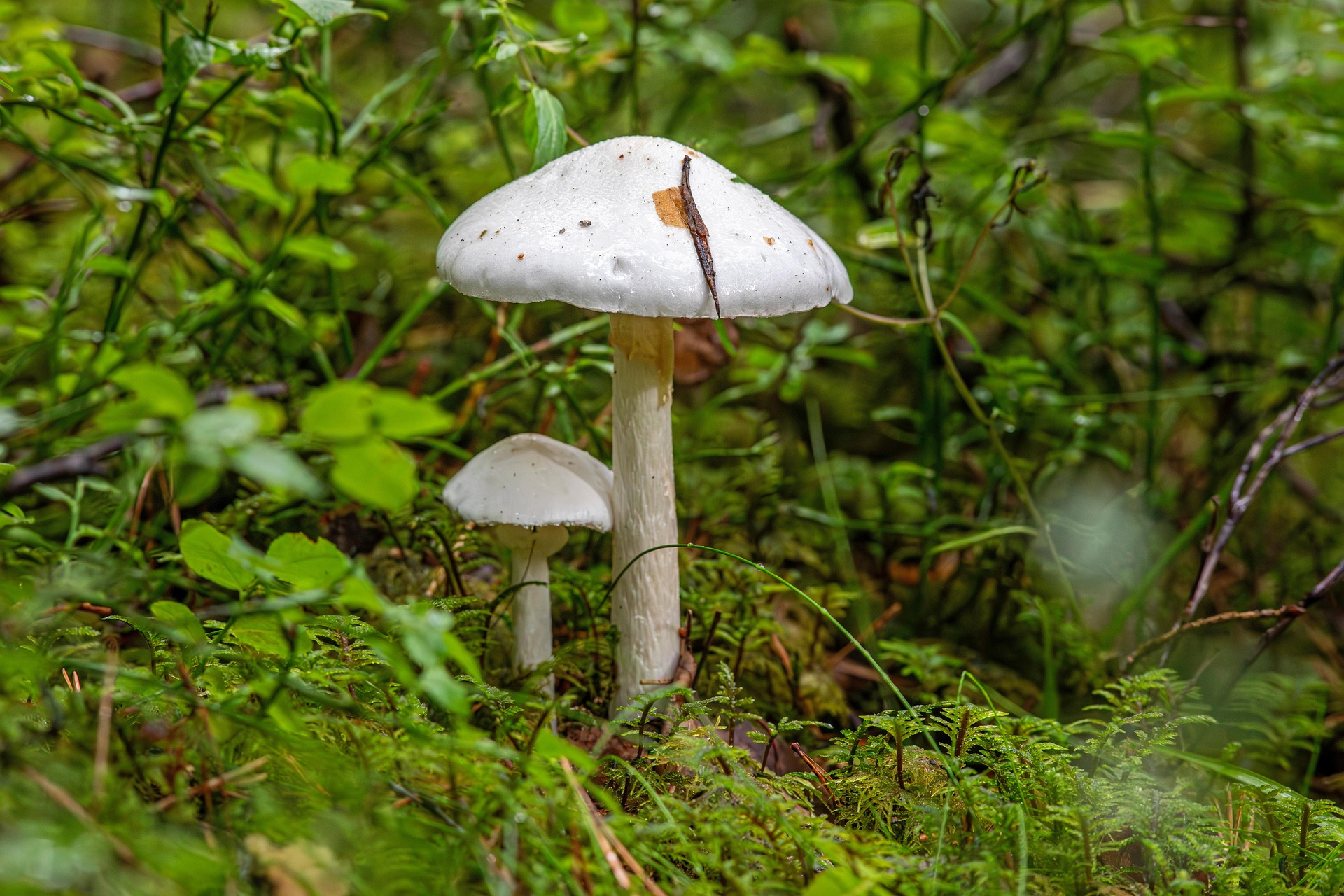 Valkokärpässieni.