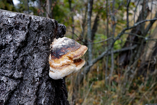 Kuvassa on kääpä.