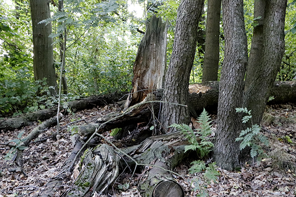 Kuvassa on puunjuuria.