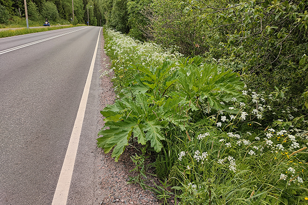 Främmande arter som växer längs vägkanter sprids vidare med trafiken