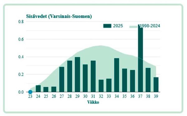 Kuva 1. Varsinais-Suomen ELY-keskuksen alueen sinileväseurannassa kerättyjen havaintojen pohjalta laadittu leväbarometri. Pylväät kertovat sinilevähavaintojen suhteellisen määrän painotettuna levien runsaudella. Tausta kuvaa sinilevien suhteellisen määrän keskiarvon laskettuna vuosille 1998–2024. Taustaa korkeampi pylväs tarkoittaa, että kyseisellä viikolla sinileviä on havaittu pitkäaikaista keskiarvoa runsaammin. Leväbarometrissä mukana ELY-keskuksen vakiohavaintopaikkojen lisäksi Rotarien ylläpitämien havaintopaikkojen tulokset.