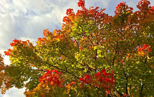 Puiden latvat syksyn väreissä.