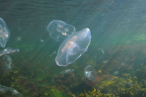 Korvameduusoita kirkkaassa vedessä