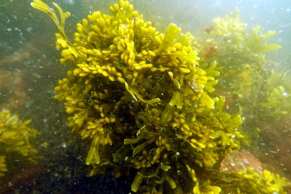 Vedenalainen kuva rakkohaurusta