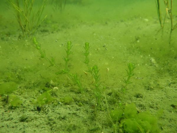 Vedenalainen kuva näkinpartaisesta hiekkapohjalla