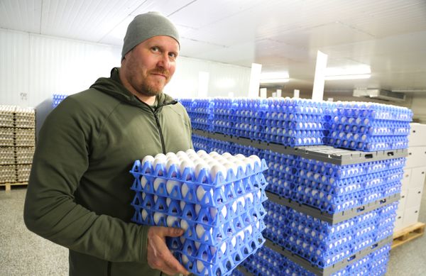 Aapo Isotalo pitelee munakennoja.