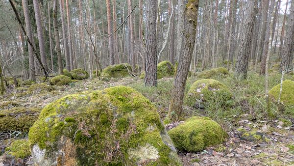metsää, sammaleisia kiviä.