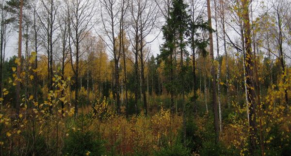 Syksyinen metsä.