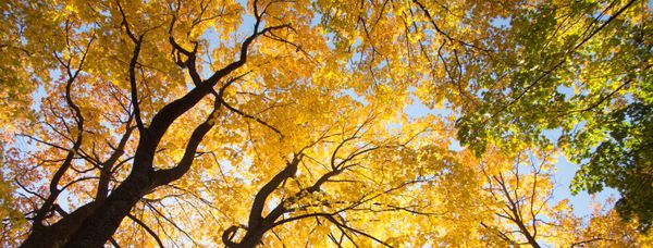 Syksyisiä puita ja taivasta.