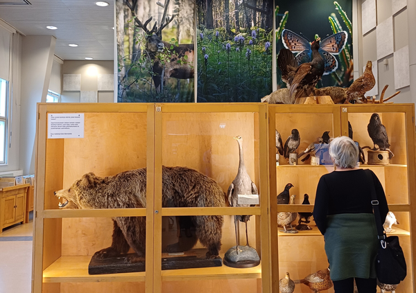 GEO-oppimisympäristön vitriinissä täytettyjä eläimiä. Yksi ihminen tutkimassa täytettyjä lintuja...