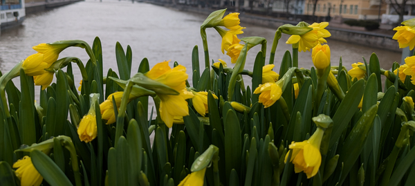 Narsisseja, Aurajoki taustalla.