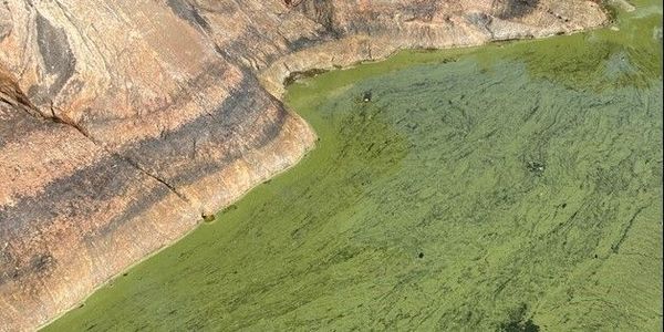 Sinilevää kallioisella rannalla.