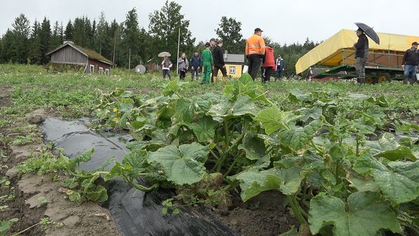 I Bjärnå, Salo, förevisades i somras en åker med frilandsgurka som behandlats med gips.