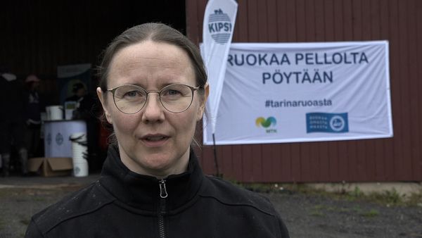 Sirke Mahkonen, gipsexpert vid MTK i Egentliga Finland, anser det vara viktigt för vattenskyddet att man hittar möjligast många odlingsväxter som kan odlas framgångsrikt på gipsbehandlade  åkrar.