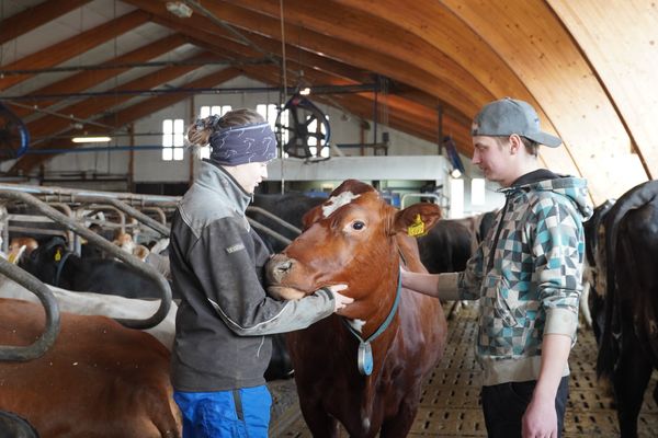 Poukarin tilan viljelijät navetassa.