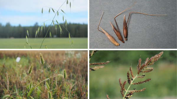 Neljä kuvaa vieraslajeista.