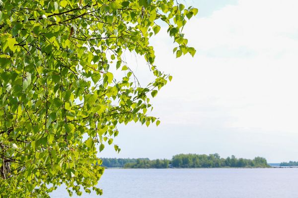 Kuva kesäisestä järvimaisemasta. Kuvan edustalla on vehreä koivu ja taustalla näkyy saari.