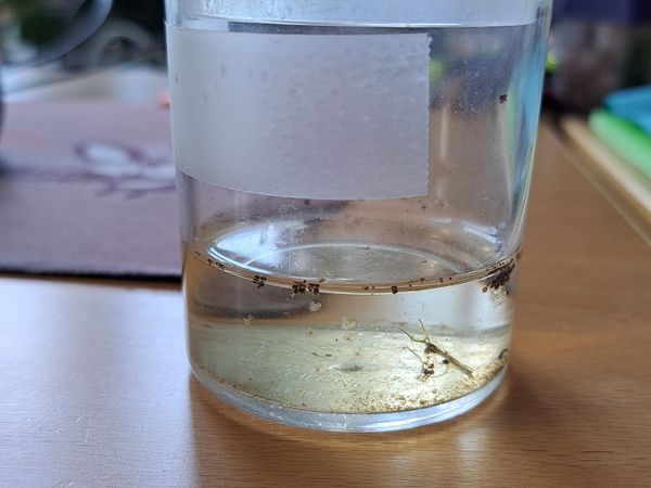 Hyytelösammaleläimen leoposolu (statoplasti).