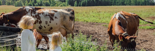 kaksi lasta katselee lehmiä laitumella