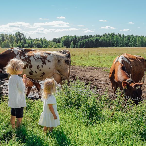 Lapsia katselemassa lehmiä laitumen laidalla.