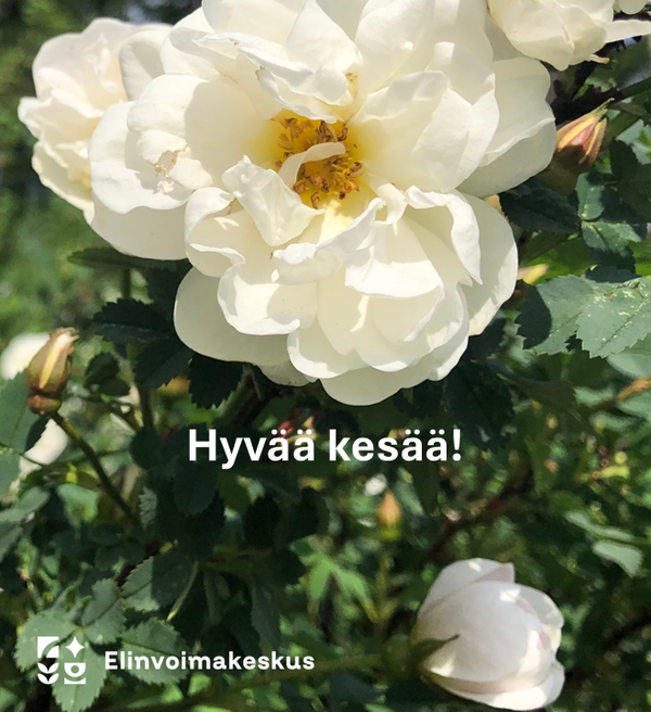 Toivotamme hyvää kesää juhannusruusuin