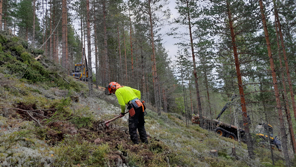 Ihminen työskentelee metsässä.