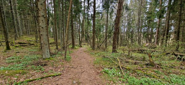 Vasikkahakan luonnonsuojelualueella. Kuvaaja Maija Mussaari 