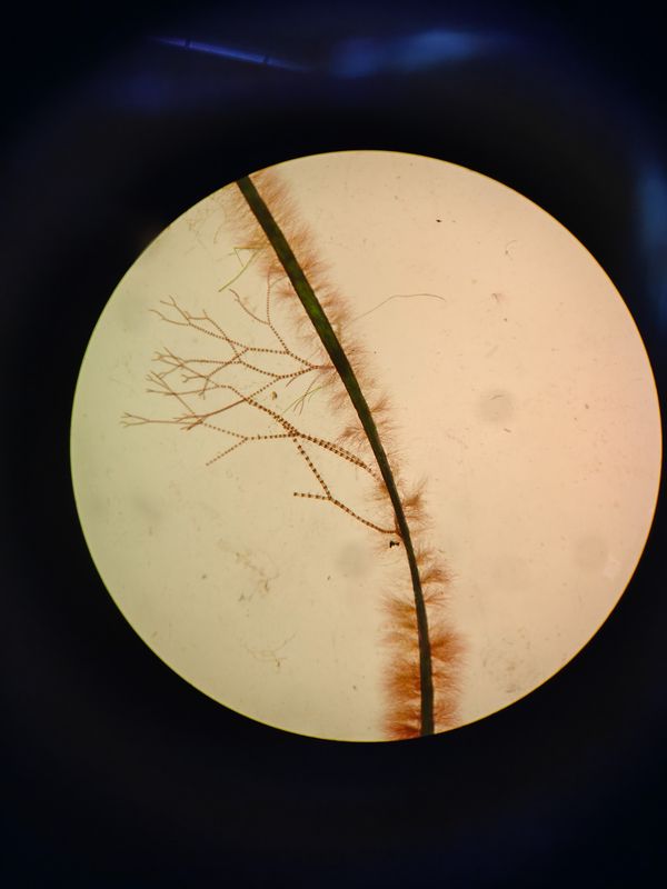 Mikroskooppikuva Acrochaetium-levästä