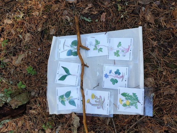 Kasvikuvastoa metsämaalla. 