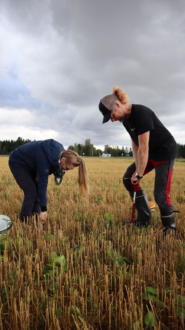 Kipsillä toistamiseen käsiteltyjen lohkojen tarkkailu on jo alkanut. Erityisasiantuntija Tuomas Jäntti sekä ympäristöasiantuntija Jenna Bergholm keräävät maanäytteitä. Kuva: Mats Willner.