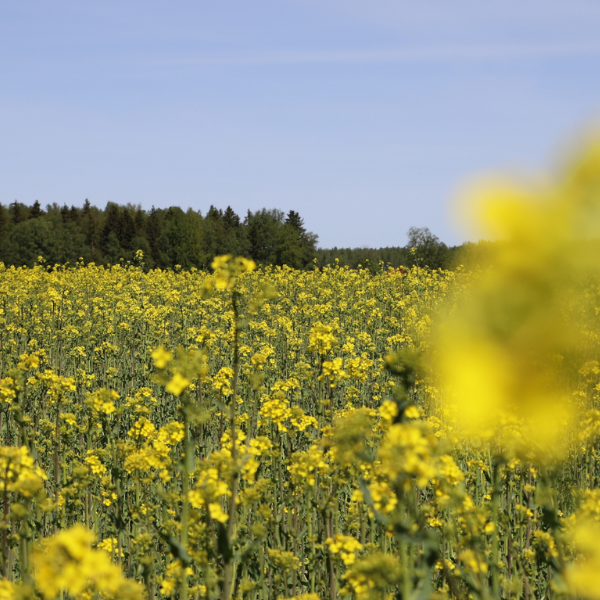 Rypsipelto kesällä.