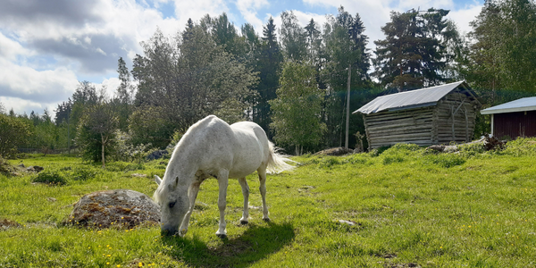 Hevonen laiduntamassa perinnemaisemassa.