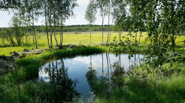 Kosteikko.