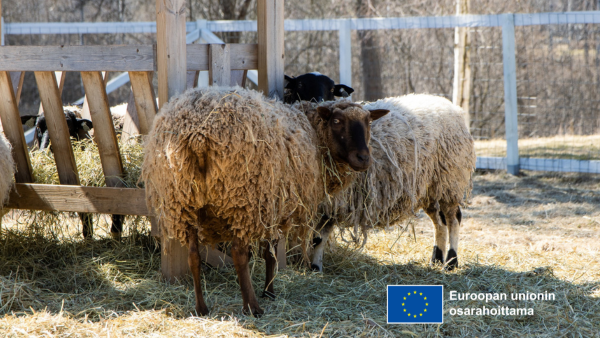 Lampaita laiduntamassa. EU-lipputunnusl