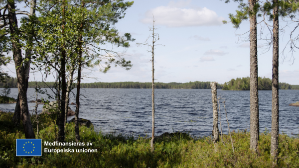 Havsutsikt med skog.  EU-flaggans logotyp